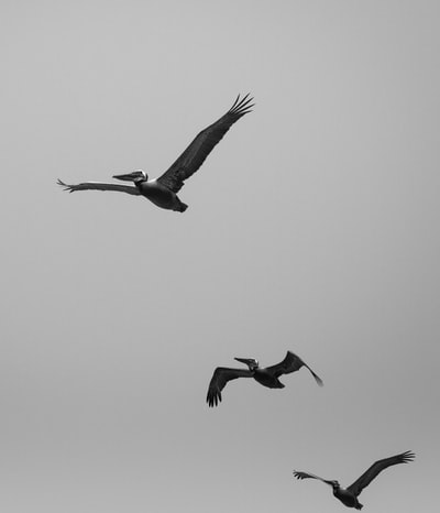 三个灰色的鸟飞
